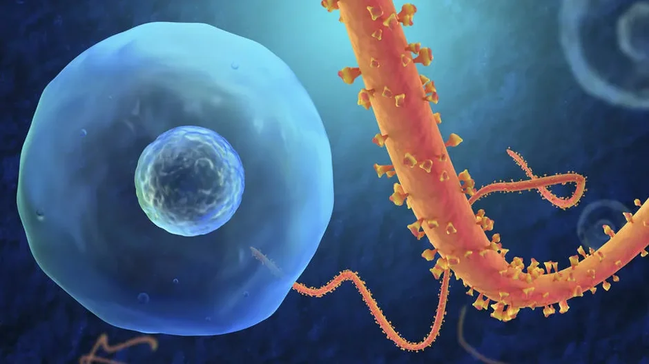 Ghana Intensifies Ebola Alertness Despite Zero Reported Cases 2 image 331