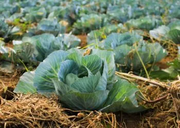 Agriculture, the panacea for Ghana’s post-COVID economic recovery? 3 Photo @arnaldoaldana unsplash