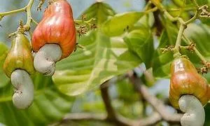 cashew