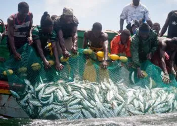Africa’s fisheries sector need reforms to boost resilience post-Covid- Study