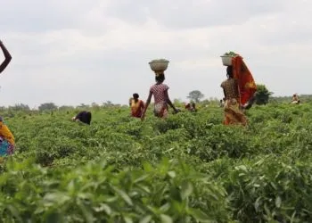 Association of Farm Producers calls for stimulus package for its members 3 The Ghana Association of Farm Producers has disclosed that access to credit has become a major challenge for its members. According to the Association, the challenge