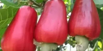 Job Loss Looms in Ghana’s Cashew Industry as Two Factories Face Imminent Closure