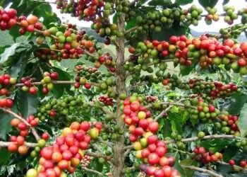 Gov’t Earmarks GH¢2.08 Million To Support Coffee Production In 2021/2022 Season 4 Gov’t Earmarks GH¢2.08 Million To Support Coffee Production In 2021/2022 Season