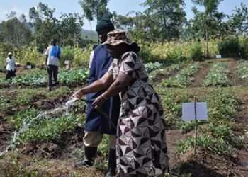 Smallholder farmers