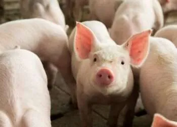 UK Gov’t Announces Strict Measures To Protect Pig Sector Against African Swine Fever 1 UK Gov’t Announces Strict Measures To Protect Pig Sector Against African Swine Fever