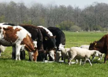Ghana Backs $10m ECOWAS Livestock Drive to Slash $375m Meat Import Bill 1 Ghana Backs $10m ECOWAS Livestock Drive to Slash $375m Meat Import Bill