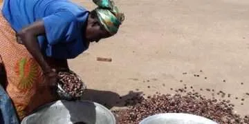 Ghana Sets $640 Million Shea Revenue Target as 24-Hour Economy Policy Powers Agricultural Expansion