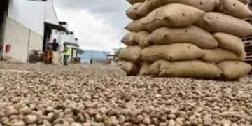 Unchecked Raw Cashew Exports Threaten Jobs and Undermine 24-Hour Economy Policy – ACPG Raises Alarm