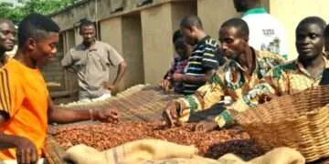 Cocoa Gold Rush, Farmers’ Empty Pockets: 2025 Cocoa Barometer Exposes Grim Reality Behind Record Prices