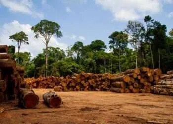 Sustainable Management of Natural Resources Critical for Africa’s Future 1 brazilian amazon lumber