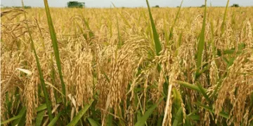 Ghana Could Match Vietnam’s Rice Exports – IFS Pushes for Creation of Rice Development Board