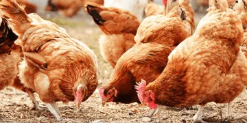 Poultry Farmers Urge Government to Develop Clear Policy for Industry Sustainability