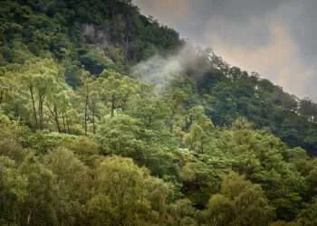 Rainforest In Lake District Declared National Nature Reserve 3 52349583772 b0723d4f5e b