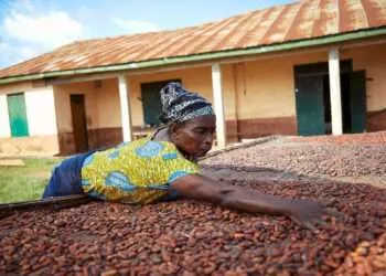 Ghana's Cocoa Industry Struggles Amid Funding Shortfall 3 A cocoa farmer drying cocoa beans in rural Ghana