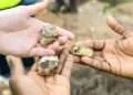 Government Urged to Fast-Track Ratification of Ewoyaa Lithium Lease 5 Lithium