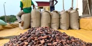 Ghana’s Cocoa Sector Roars Back with $2.47bn Export Surge