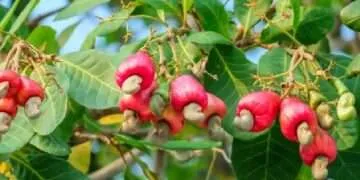 Ghana Launches $227.5 Million Tree Crop Diversification Project to Boost Agricultural Sector