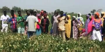 CSIR-SARI Showcases New High-Yielding Cowpea Varieties
