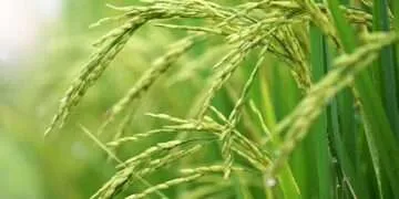 CSIR-SARI Introduces Innovative ISFM Technologies to Boost Rice Yields