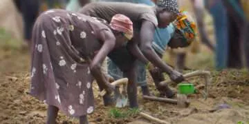 women working in a field in the Bolgatanga area.