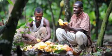 Cocoa Gold Rush, Farmers’ Empty Pockets: 2025 Cocoa Barometer Exposes Grim Reality Behind Record Prices