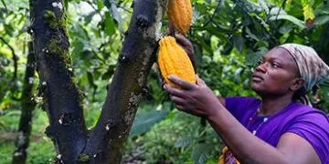 Cocoa Farmer in Ghana