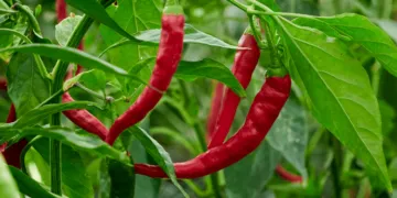 Ghana Eyes $30 Million in Revenue from Chilli Exports in Three Years – GIRSAL