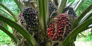 Benso Oil Palm to Pay GHS0.09 Dividend on July 10, 2025, Pending Shareholder Nod