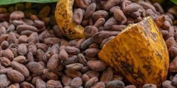 Ghana’s Cocoa Arrivals Quadruple in August, Shaking Global Chocolate Market