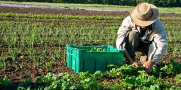 Farming Can Be Profitable—If We Fix This One Big Problem, Says DBG Economist