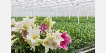 Ghana Gears Up for Landmark Horticulture Expo to Champion Green Growth