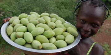 MoFA Invests €4 Million to Revive Shea Industry and Empower Rural Women