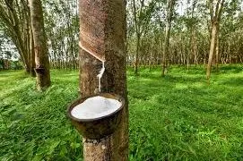 Ghana Bleeds $100m Annually as Raw Rubber Exports Rob Economy of Jobs & Revenue